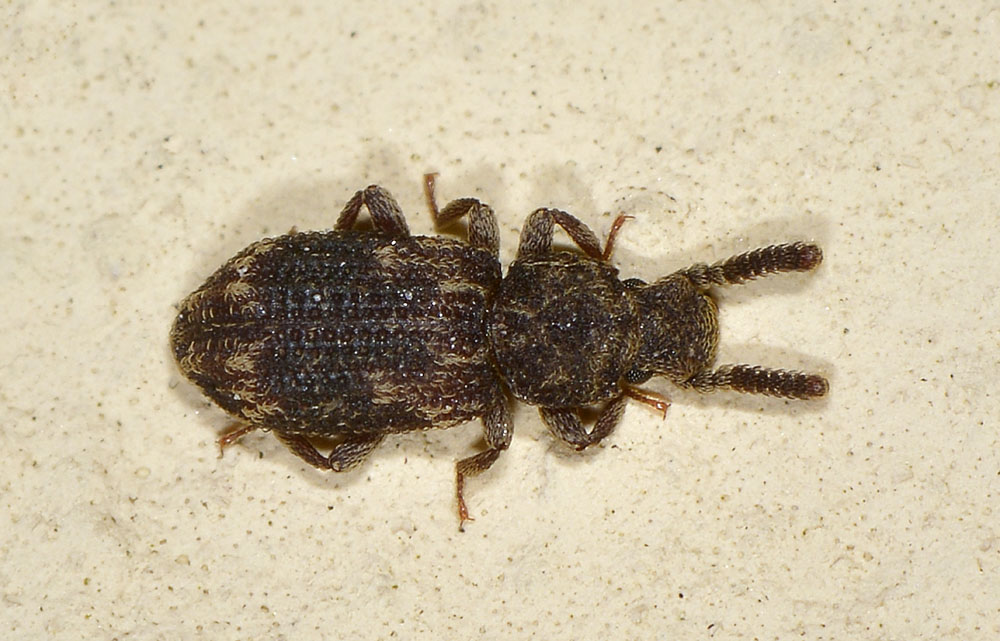 Corticus celtis (Zopheridae)